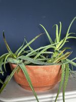 Aloe Vera Pflanzen-Set im Topf!