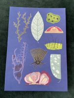AK neu Illustration Pilz Royal Botanic Gardens Fungarium