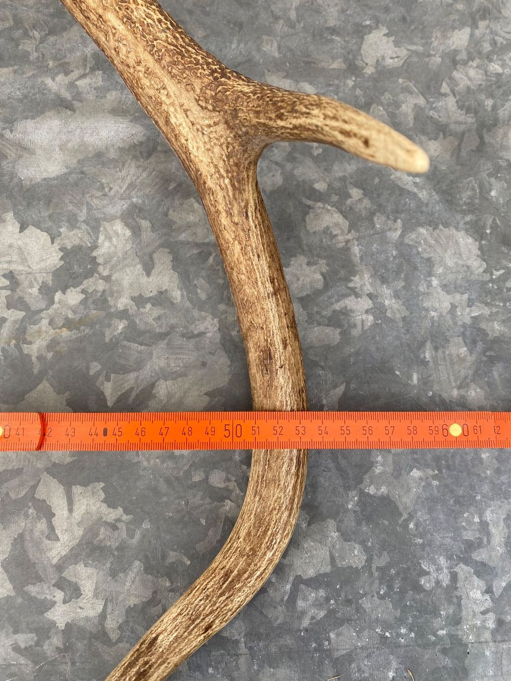 Altre raccolte & rarità: Hirschgeweih auf Holzschild, Trophäe, Dekoration, Jagd – Usato da Emmen venduto da Sutim2005 8