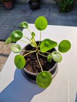 Zimmerpflanze: Pilea (Ufopflanze)