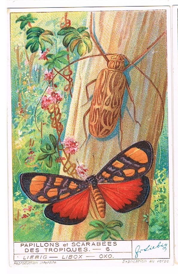 Grafica & Litografie: Cartes publicitaires - Chromo – Usato da Genève venduto da edelweiss1900 4