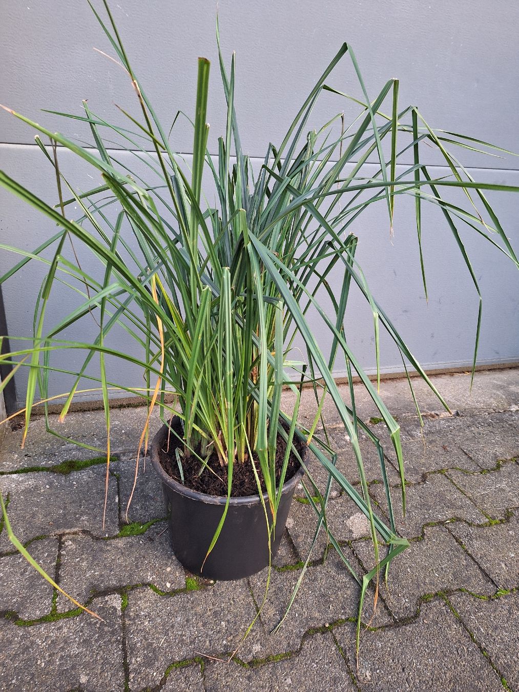 Piante & sementi: Zuergrass – Usato da Ettingen venduto da Platzhirsch63