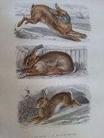 LE LIEVRE LE  LAPIN DOMESTIQUE  LE LAPIN DE GARENNE