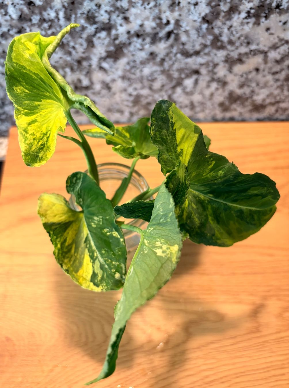 Plantes & graines: Syngonium Scrambled Egg – D'occasion à Kaiseraugst par dka_b97z 2