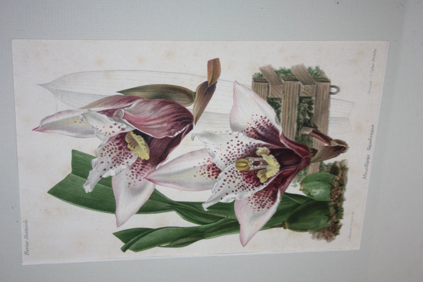 Grafica & Litografie: Chromolithographie – Usato da Oberwil BL venduto da Hesa41 1