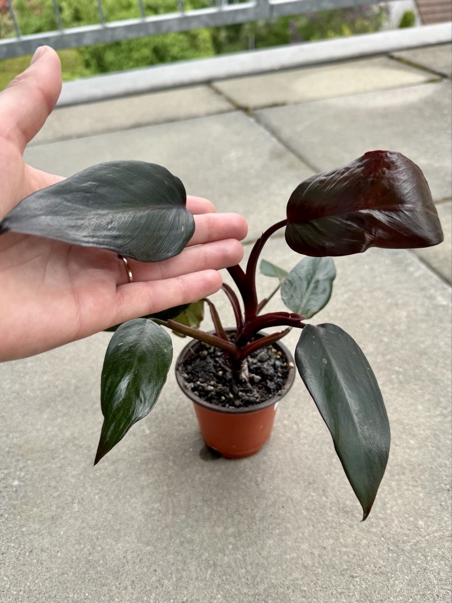 Piante & sementi: Philodendron Pink Princess 🌿 – Nuovo (secondo la descrizione) da Bülach venduto da Bloom_Witch 2
