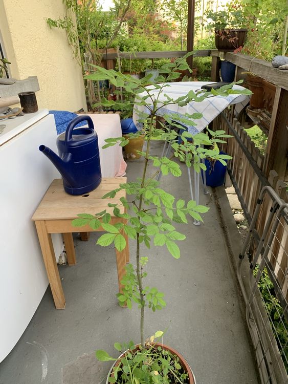 Junger Eschen Baum im Topf, ideal für den Garten im Frühling Kaufen