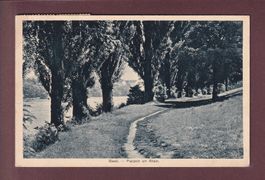 BASEL - Pappeln am Rhein - 1921