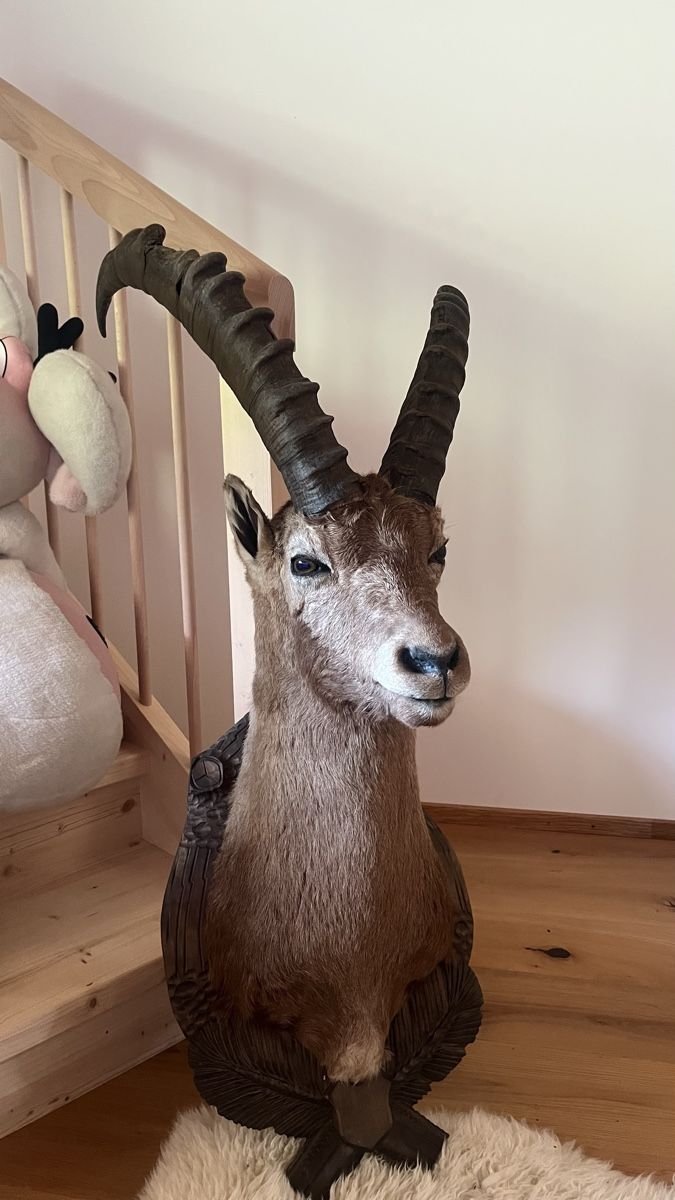 Il mondo degli animali: Steinbock  – Usato da Schiers venduto da Valzeina 4