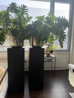 Pflanzen / Deko / Blumen