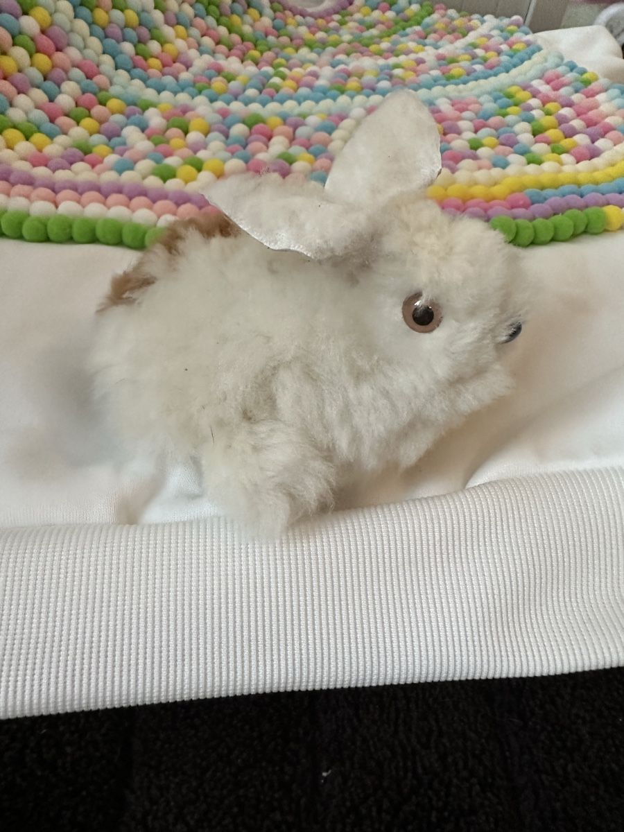 Spielzeuge: Coniglietto di Alpaca 🐰 – Gebraucht aus Mendrisio von ketolin