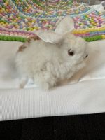 Coniglietto di Alpaca 🐰