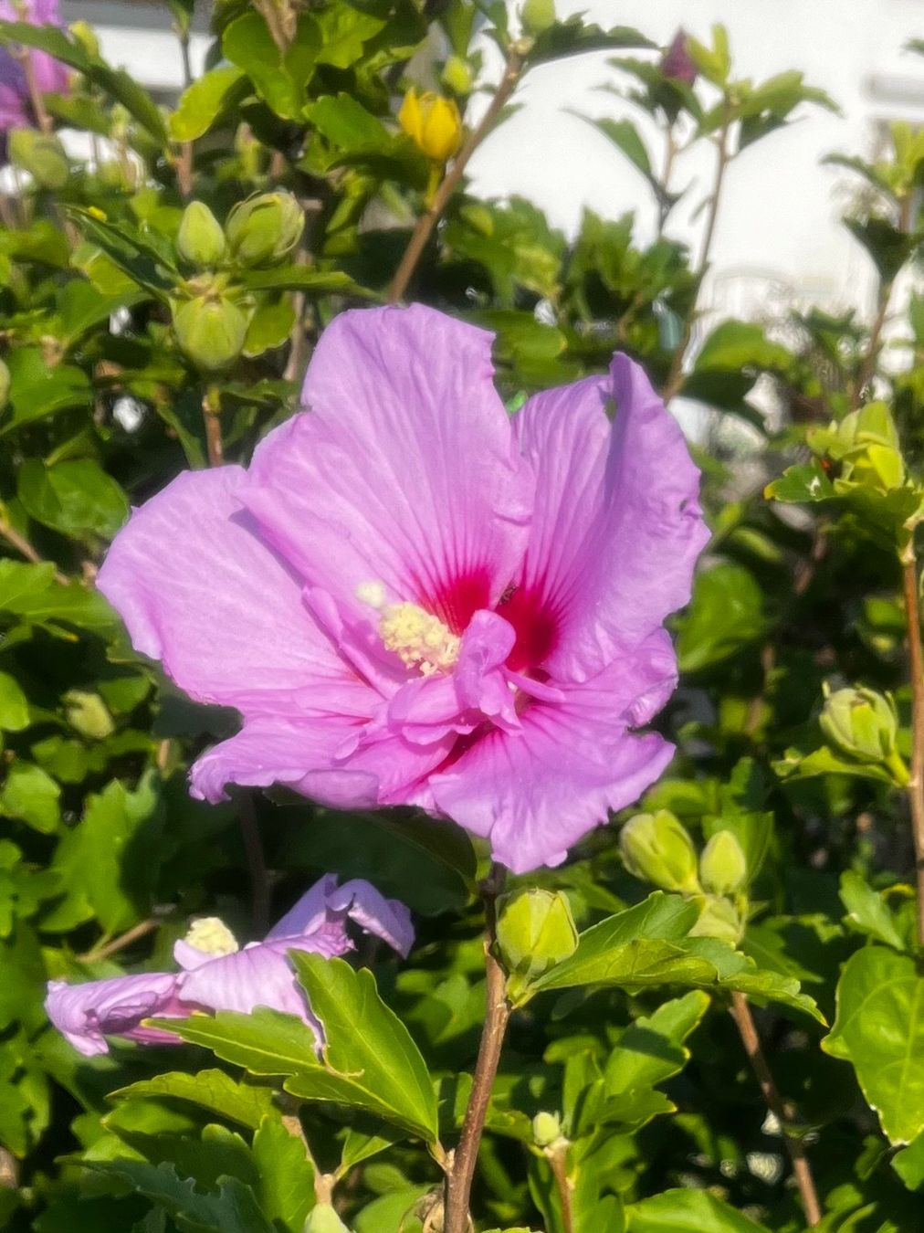 Piante & sementi: Hibiskus Violett – Nuovo (secondo la descrizione) da Vinelz venduto da Wellensittich55