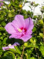 Hibiskus Violett