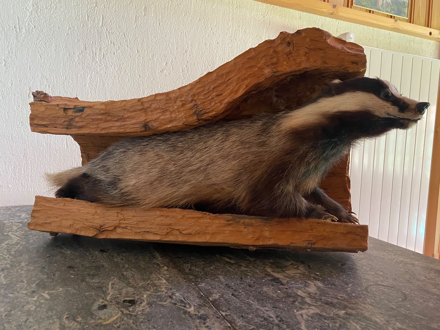 Il mondo degli animali: Ausgestopfter Dachs in Holzstamm – Usato da Dietlikon venduto da EdvinC 2