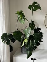Monstera XL
