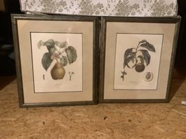 Deux cadres botaniques poire et pêche état correct
