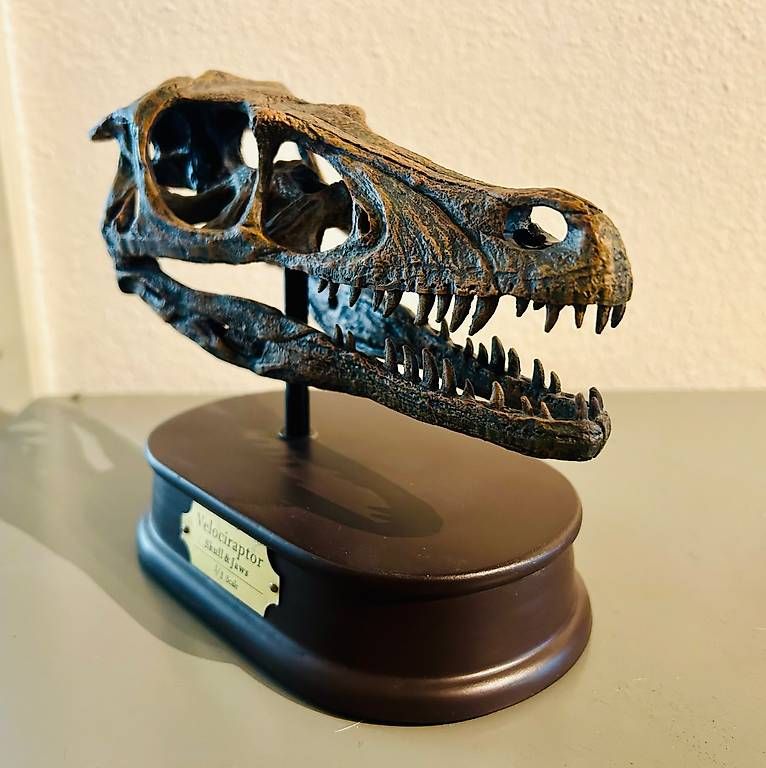 Sonstiges zum Sammeln & Seltenes: Velociraptor Schädel (Replica) – Gebraucht aus Neuhausen von Gizmo1985 1