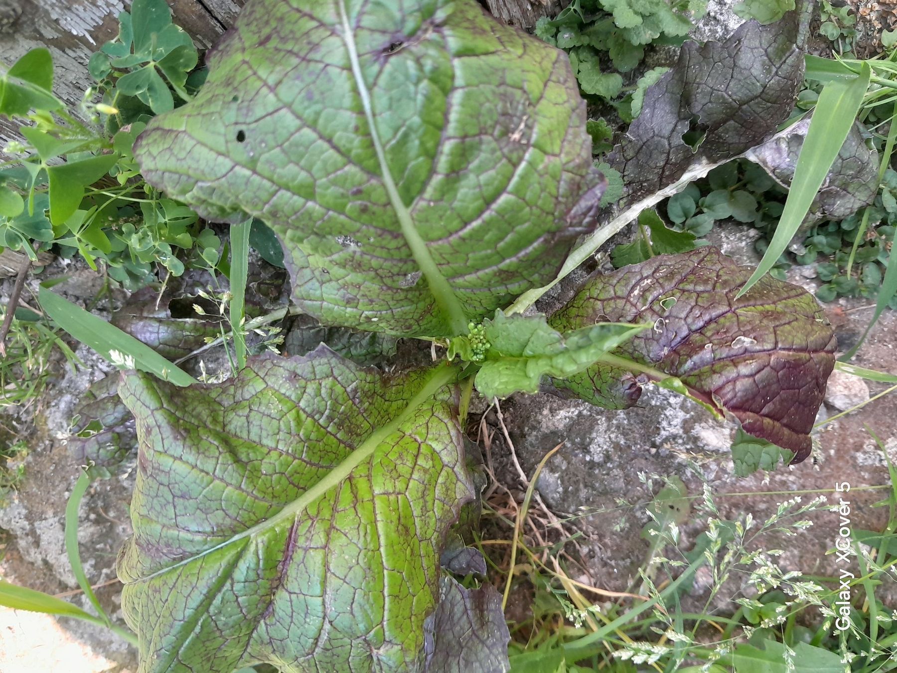 Pflanzen & Samen: Pianta di senape viola, vendo i semi  – Gebraucht aus Carena von bdi_dz9m