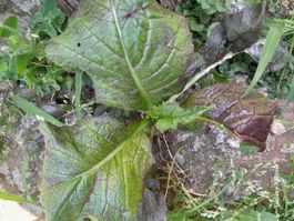 Pianta di senape viola, vendo i semi 
