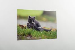Wandbild Katzen auf Aludibond 60x40cm neu