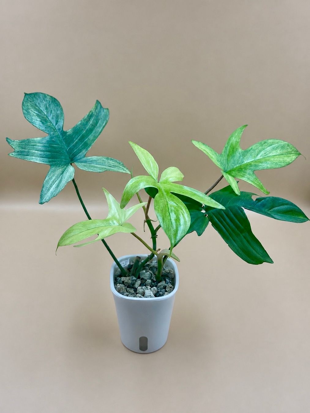 Plantes & graines: Philoden – Neuf (Voir description) à Zürich par Leafscape