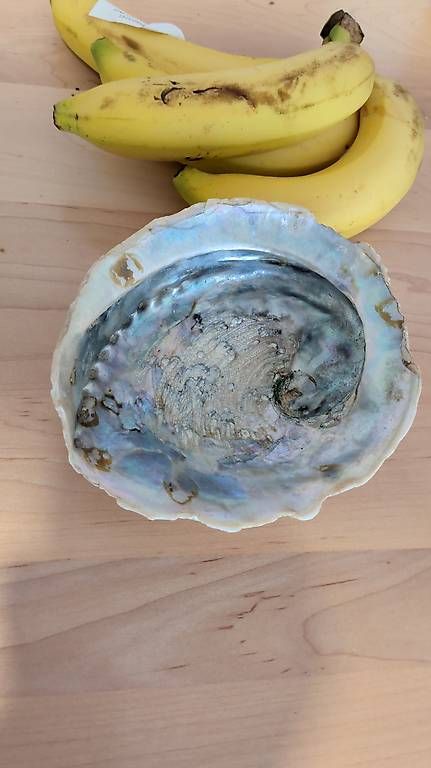 Fossiles: Abalone Muschel – D'occasion à Adliswil par gfs_fnn