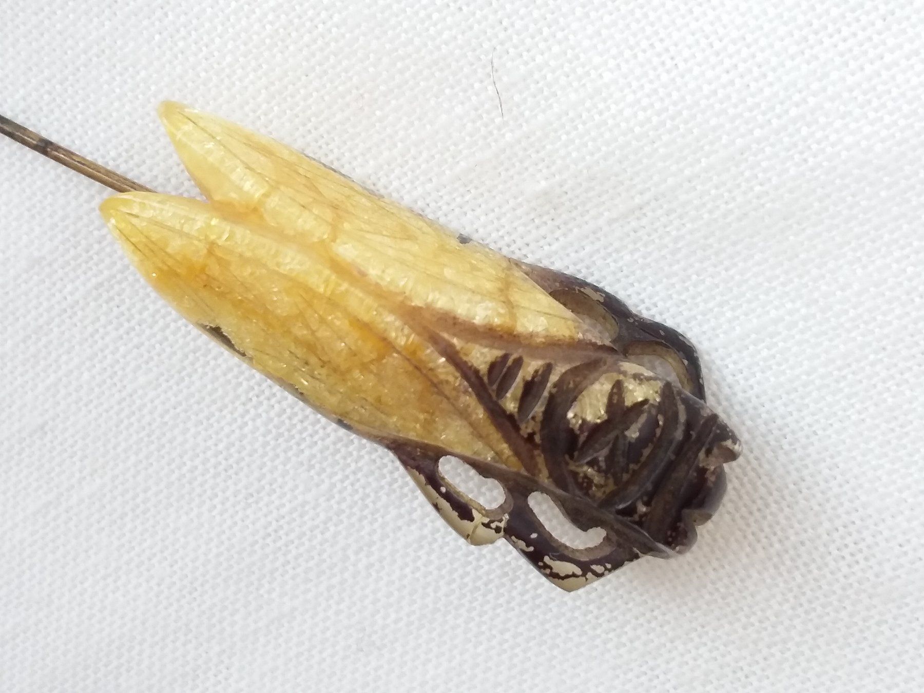 Spille & Fermagli: Antike Grille Insekten Brosche ca 1900 – Usato da Zürich venduto da helsan