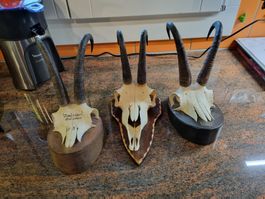 Gemsjagdtrophäe, Horn, Schädel, Wanddeko, Vintage Stil