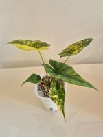🌿Alocasia Simpo aurea 1🌿