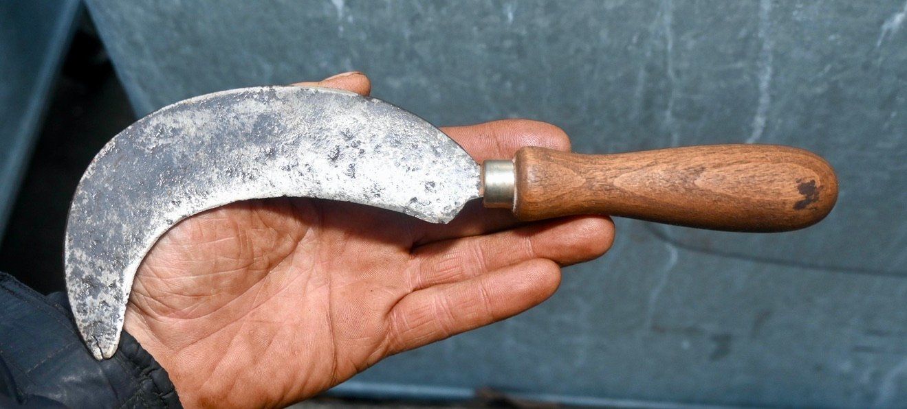 Tutti gli attrezzi: ANTIKE Handsichel Länge ca. 26cm – Usato da Pfaffhausen venduto da mono_rec