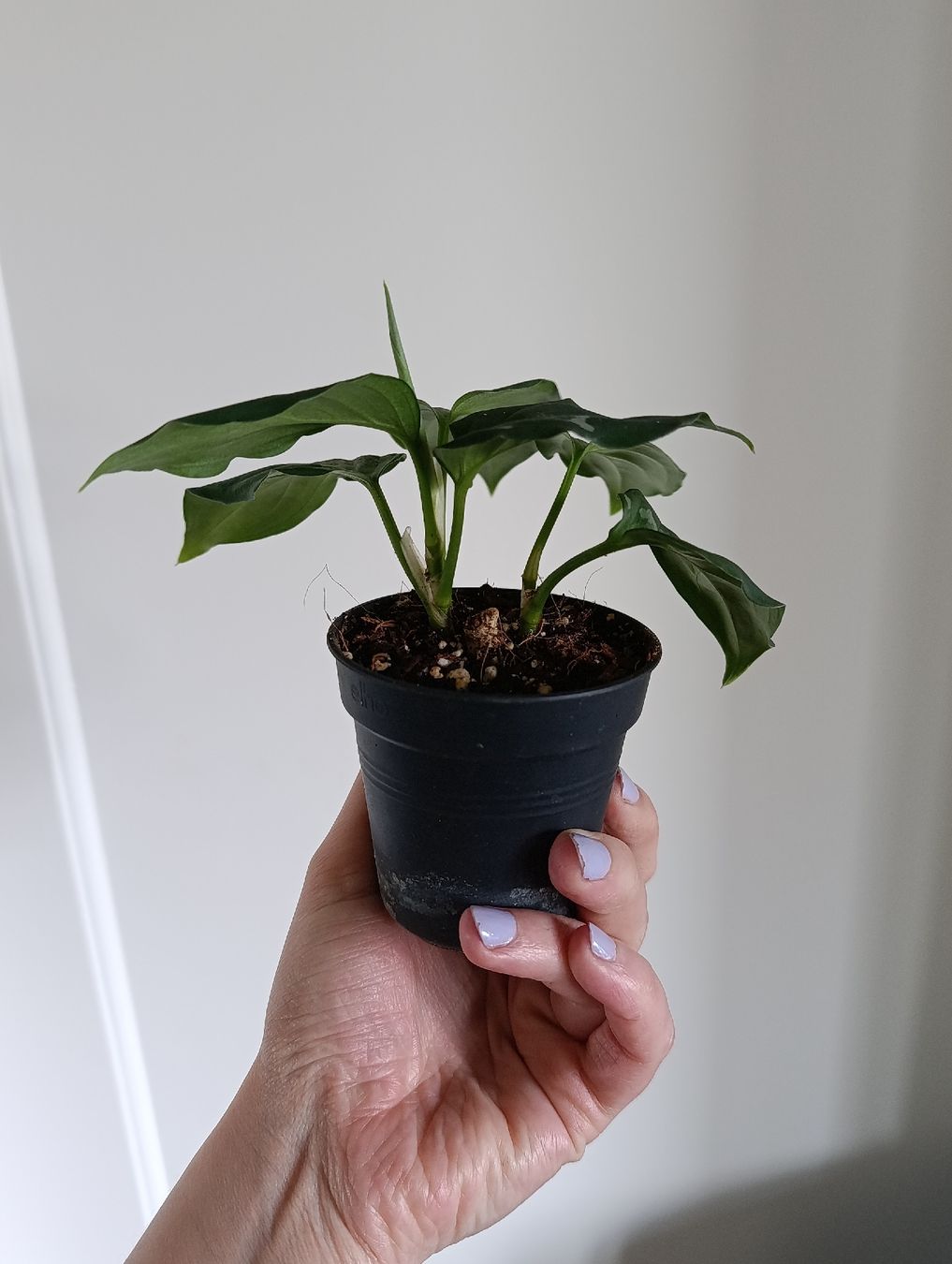 Piante & sementi: Aglaonema pictum tricolor – Usato da Baar venduto da L.isa28 2