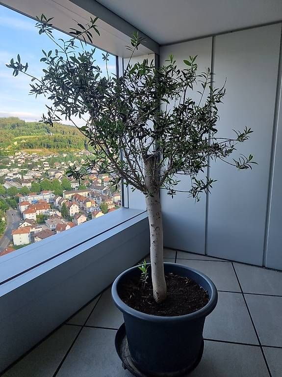 Piante & sementi: Olivenbaum im Kübel 170cm – Usato da Ostermundigen venduto da d-p73 3