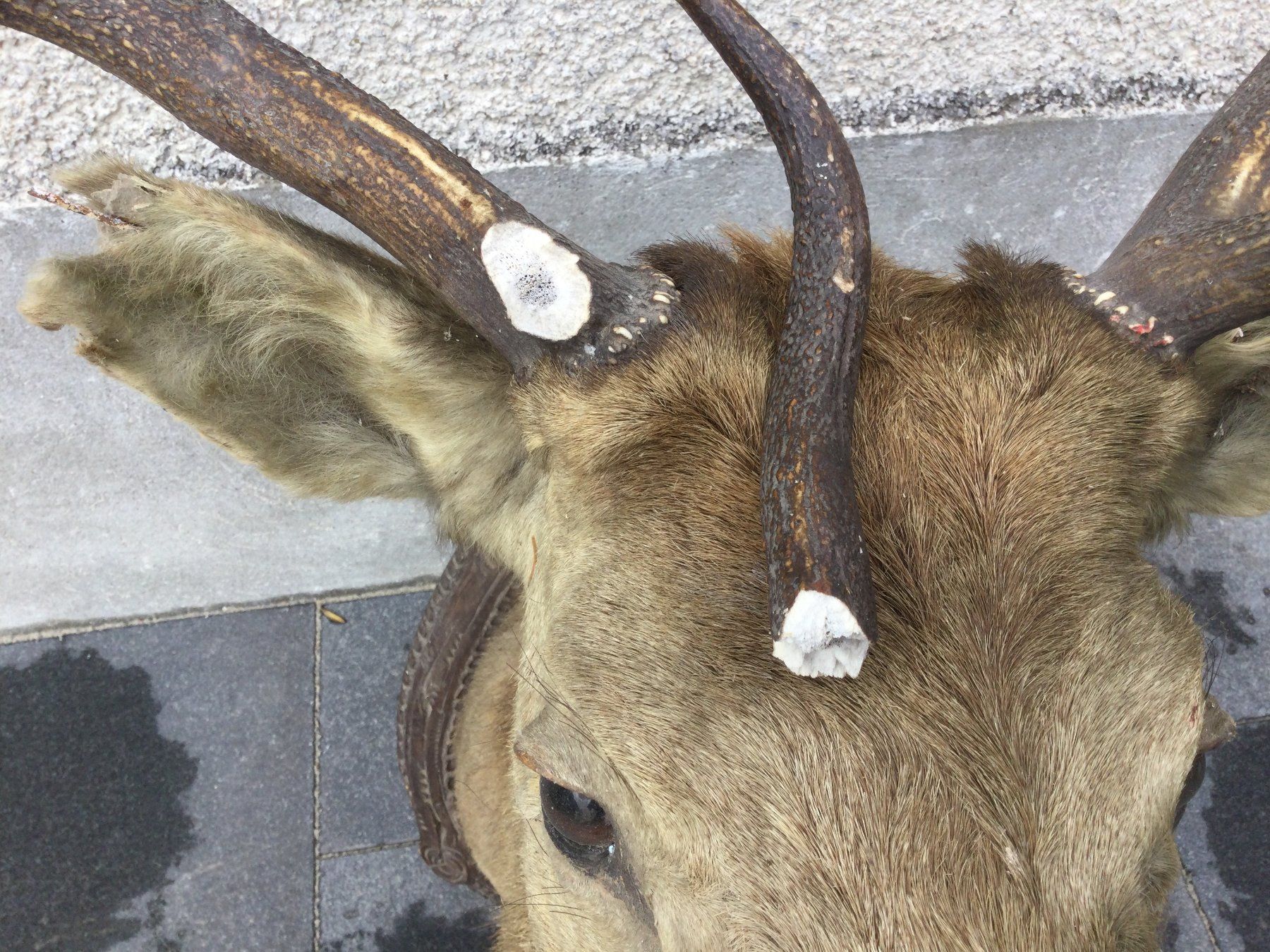 Il mondo degli animali: Antiker defekter ausgestopfter Hirschkopf mit Geweih – Difettoso da Wangen SZ venduto da kuriosum12 2