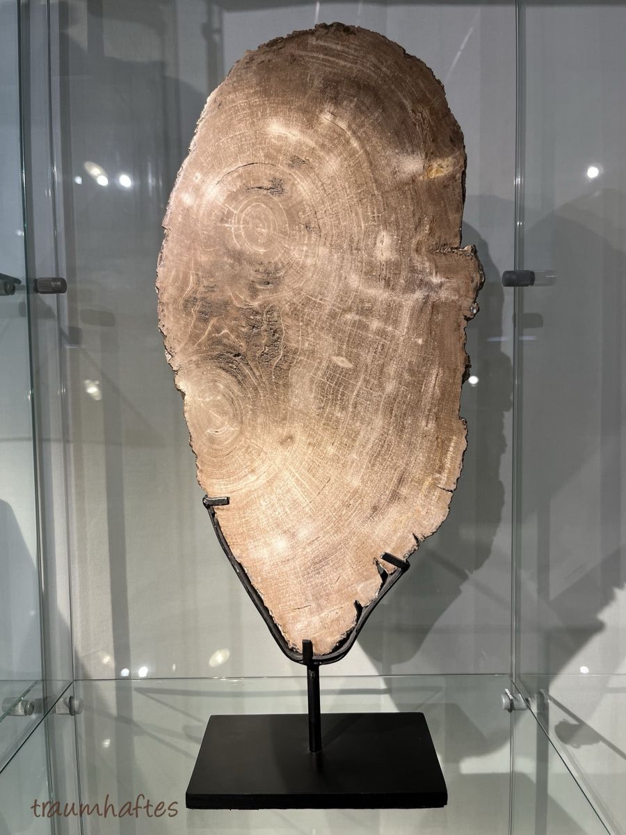 Fossili: Versteinertes Holz - Baumscheibe mit Ständer - Unikat  – Nuovo e nell'imballaggio originale da Thun venduto da Traumhaftes