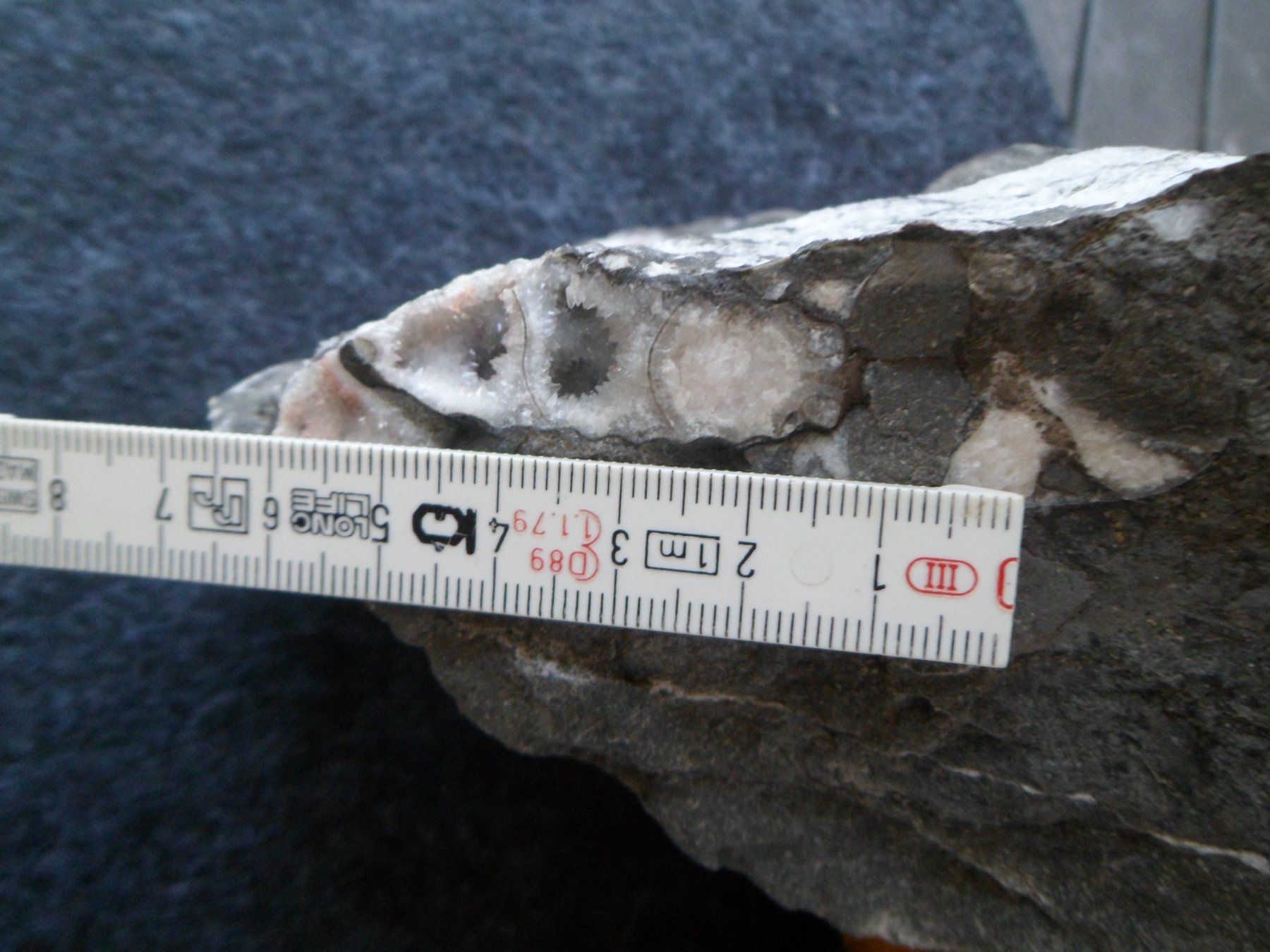 Fossili: Ammonit Selten Schweiz – Usato da Affoltern am Albis venduto da Fossil60 6