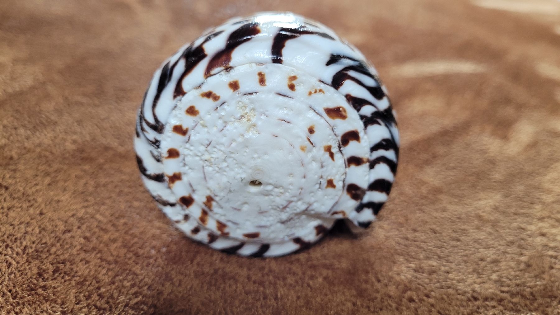 Tutte le decorazioni: wunderschöne, grosse Schnecken-Muschel – Usato da Grosshöchstetten venduto da Dirue 3