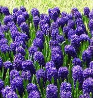 5 BLAUE HYAZINTHEZWIEBELN  4 Ampoules BLEU JACINTHE 🌱 5 Bul