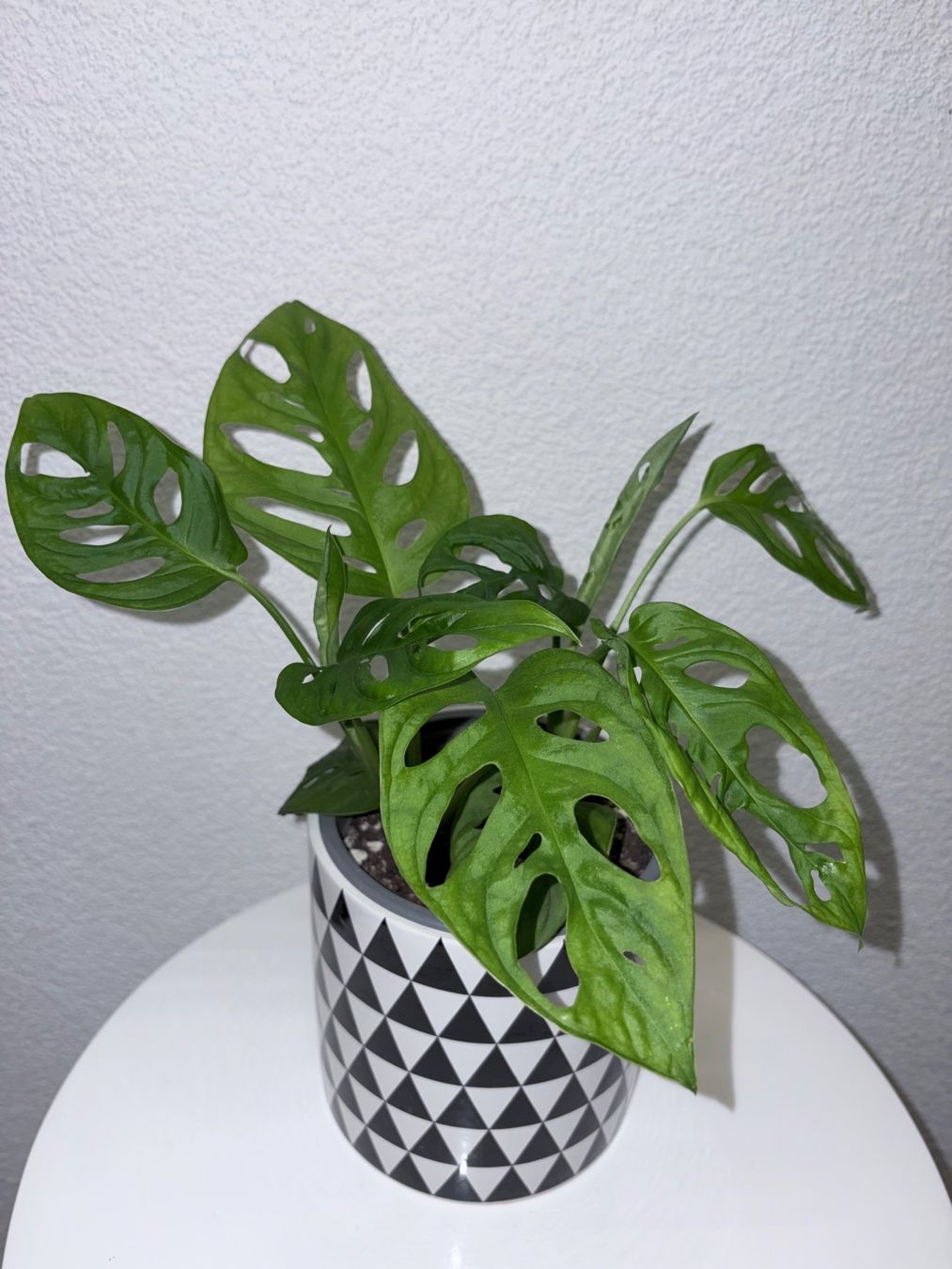 Plantes & graines: Monstera 'Monkey Leaf Monstera adansonii & ceramic cache pot – D'occasion à Kilchberg ZH par malibubeach 1