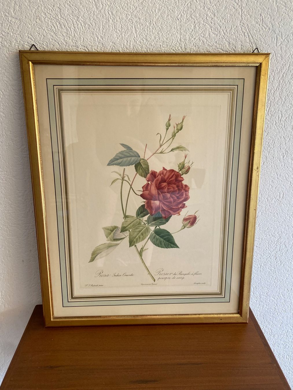 Foto & Immagini: Offsetdruck coloriert von Pierre Joseph Redouté – Usato da Burgdorf venduto da gre_2ftz