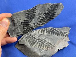 5 Pflanzenfossilien in verschiedenen Grössen