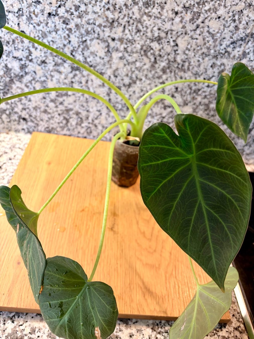 Piante & sementi: Alocasia Regal Shield – Usato da Kaiseraugst venduto da dka_b97z 3