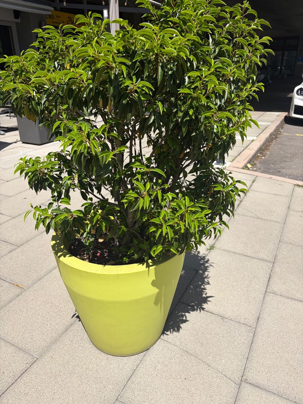 Plantes & graines: Lorbeer im Topf – D'occasion à Glattpark(Opfikon) par denboj 1
