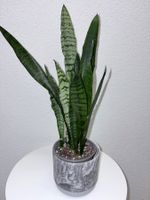 Sansevieria Zeylanica Plant with ceramic cache pot 50 cm