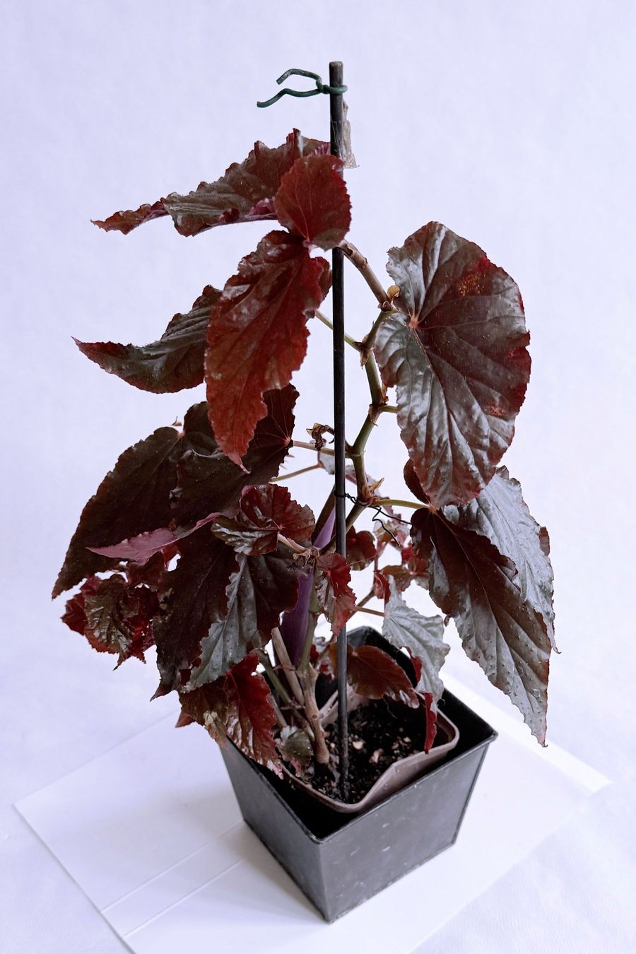 Piante & sementi: Begonia Black Magic***** – Nuovo (secondo la descrizione) da Dübendorf venduto da Orchid18 1