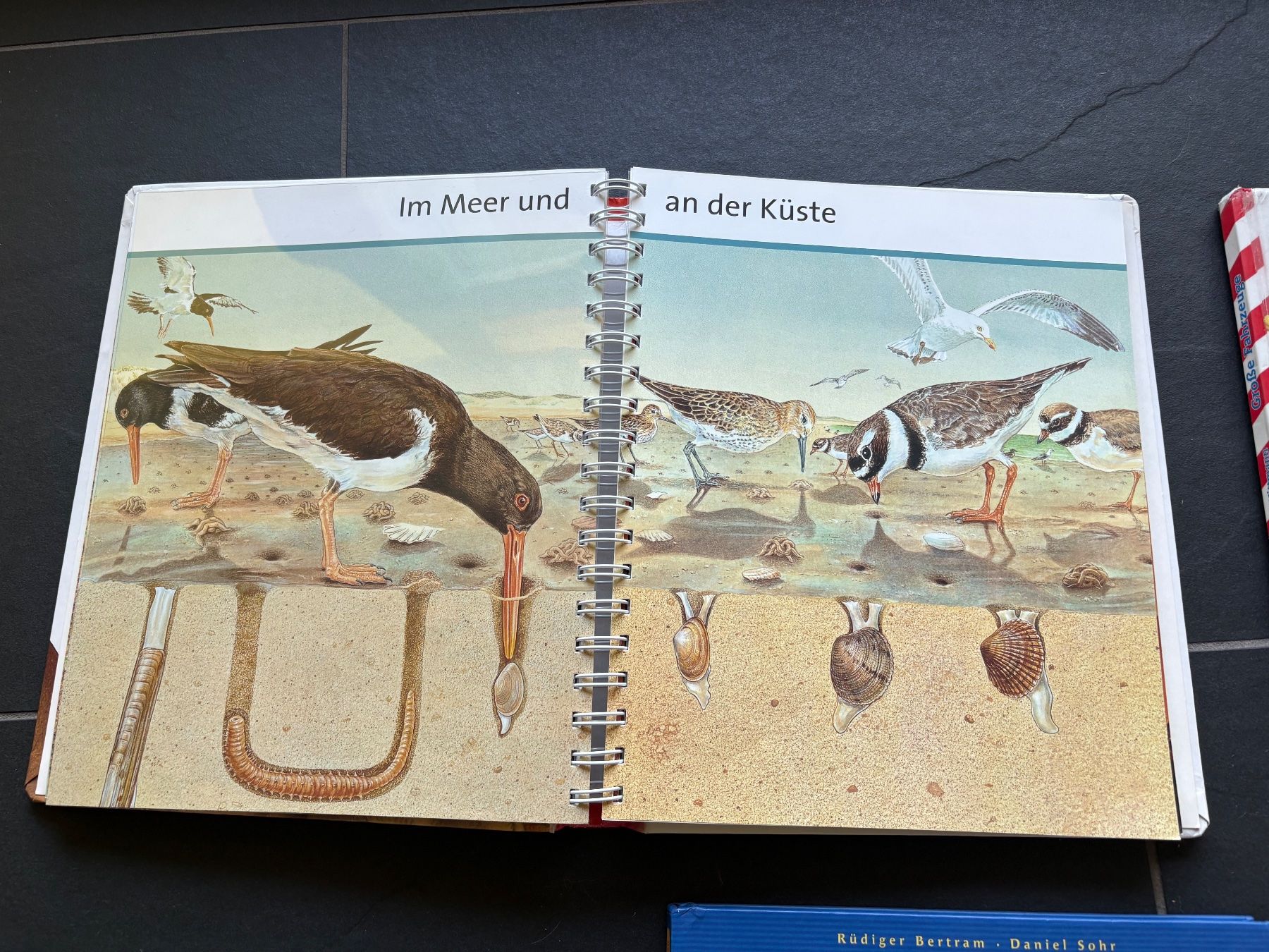 Libri: Sach-Bilderbücher für Kinder – Usato da Wetzikon ZH venduto da Youna01 3