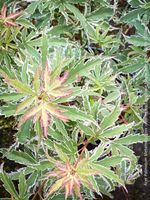 ACER PALMATUM METAMORPHOSA - als Bonsai oder für den Garten