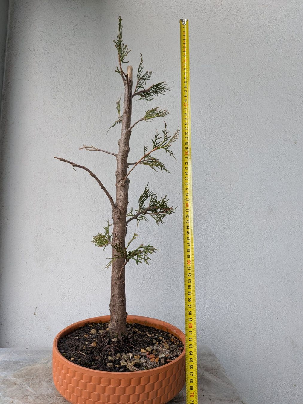 Piante & sementi: Thuja (Lebensbaum) Bonsai – Usato da Bern venduto da Hydrom 4