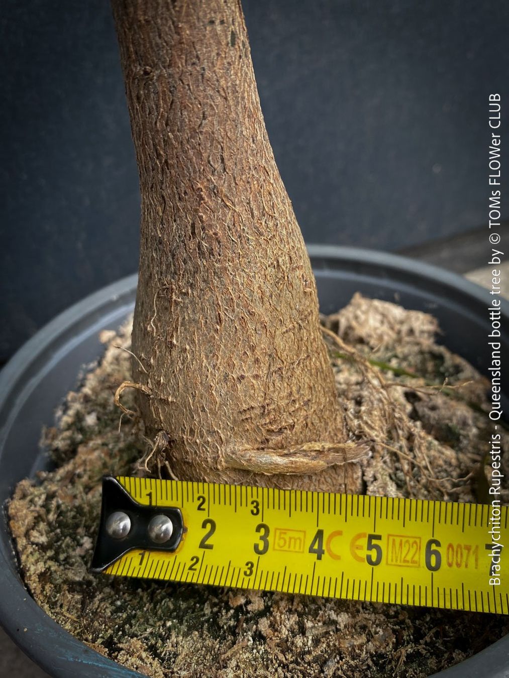 Piante & sementi: Brachychiton Rupestris - australischer Flaschenbaum – Nuovo e nell'imballaggio originale da Adliswil venduto da astom369 6