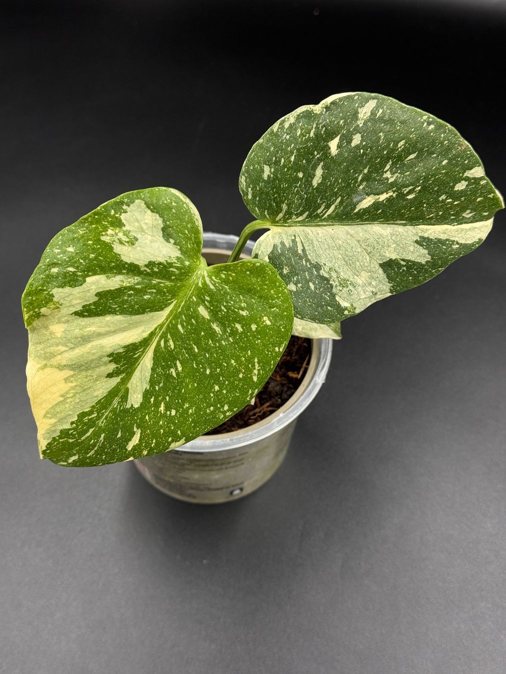 Plantes & graines: Monstera Thai Constellation – Neuf (Voir description) à Eglisau par Plantwithjoy 1